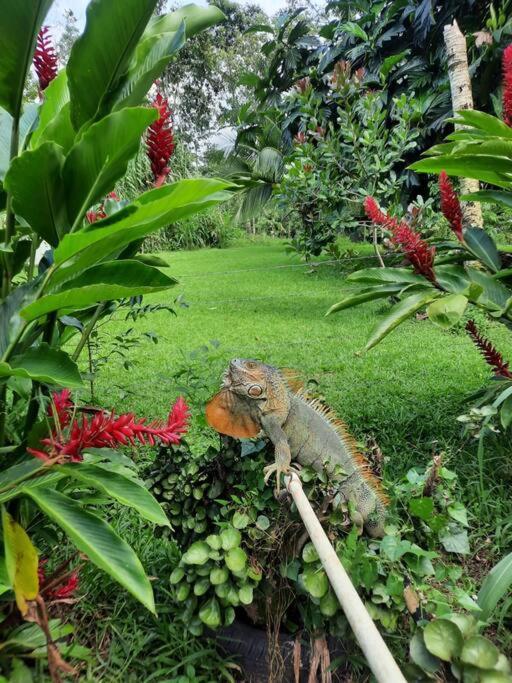Apartamento Granja Agua Azul.A/C WiFi,2 Camas, Rio, jardines. La Fortuna Exterior foto