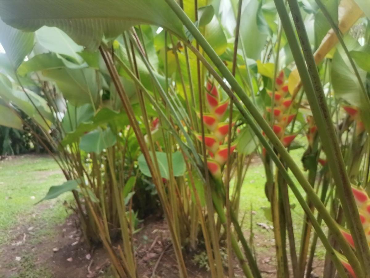 Apartamento Granja Agua Azul.A/C WiFi,2 Camas, Rio, jardines. La Fortuna Exterior foto